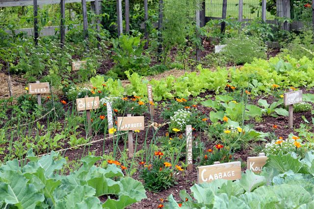 Protecting Your Garden with Rabbit and Deer Fencing